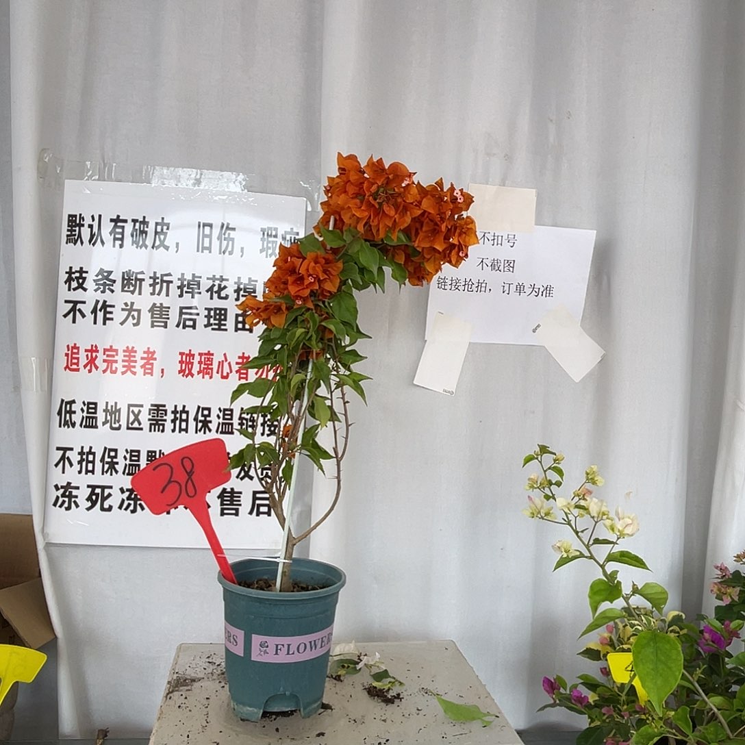 当前无花栽培后可以开花38橙桑巴盆苗