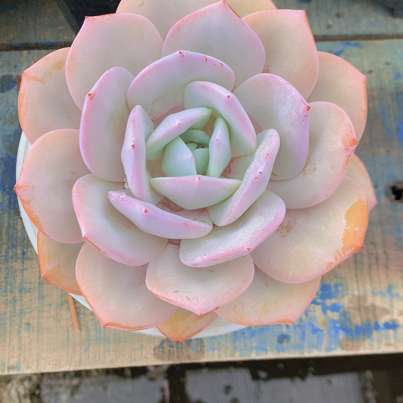 【闪购商品】彩虹奶茶