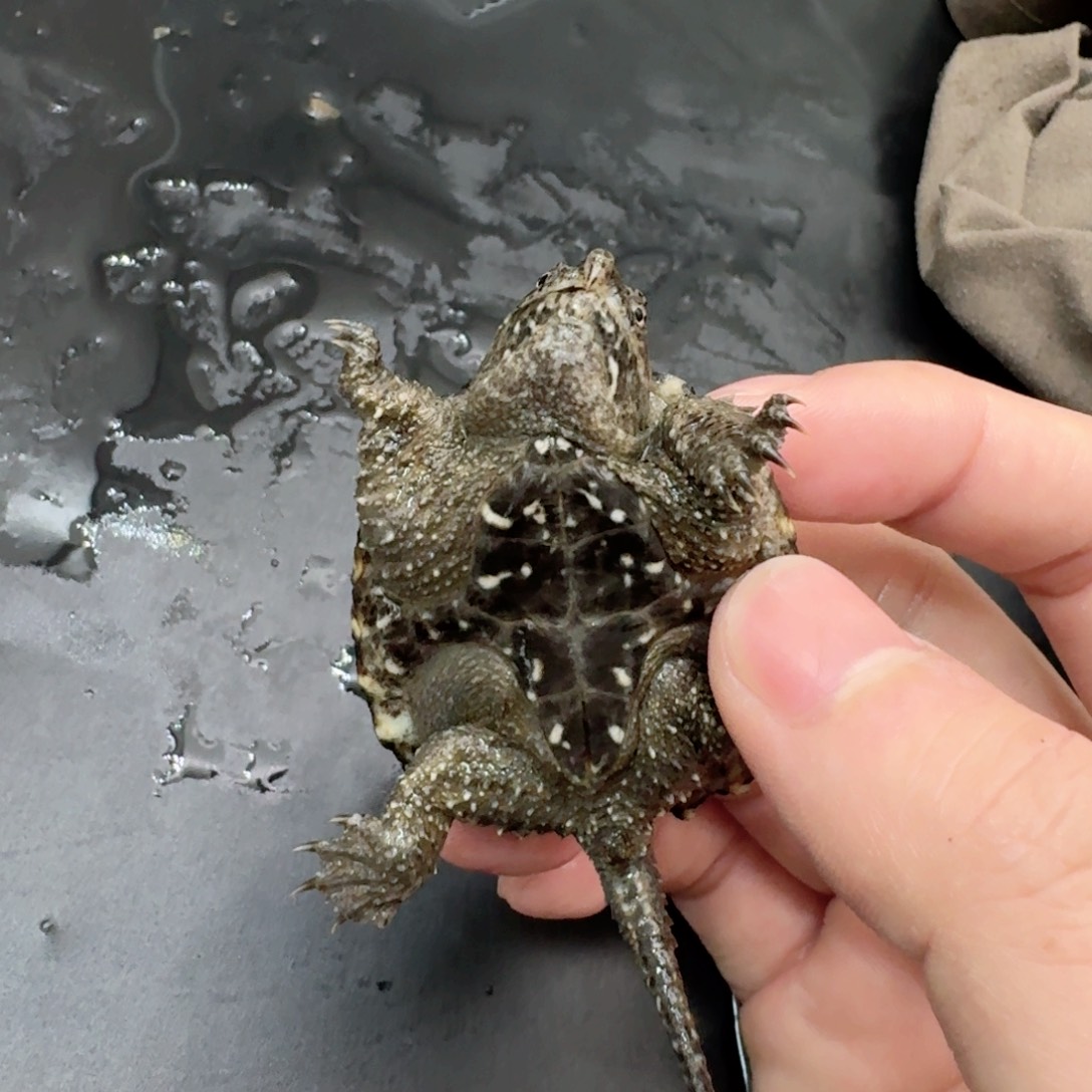 宠物龟不分公母11