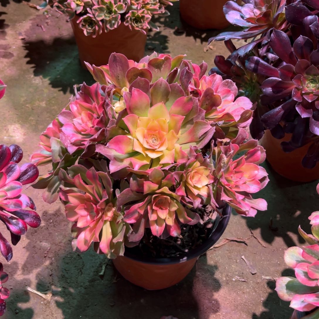 多肉植物香妃289