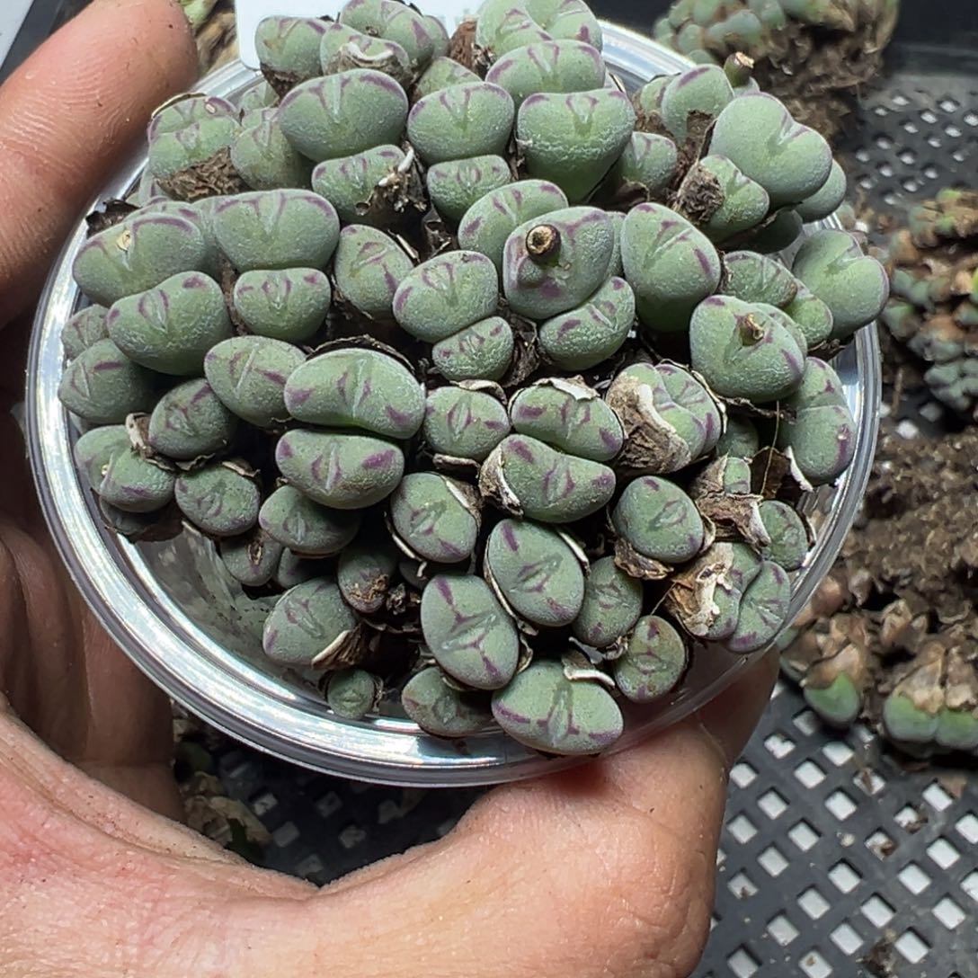 【闪购商品】 120。     