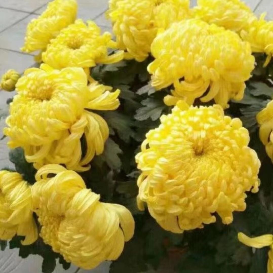 【 黄绣球】大花传统菊大花富贵菊花盆栽九月菊 开花漂亮耐寒