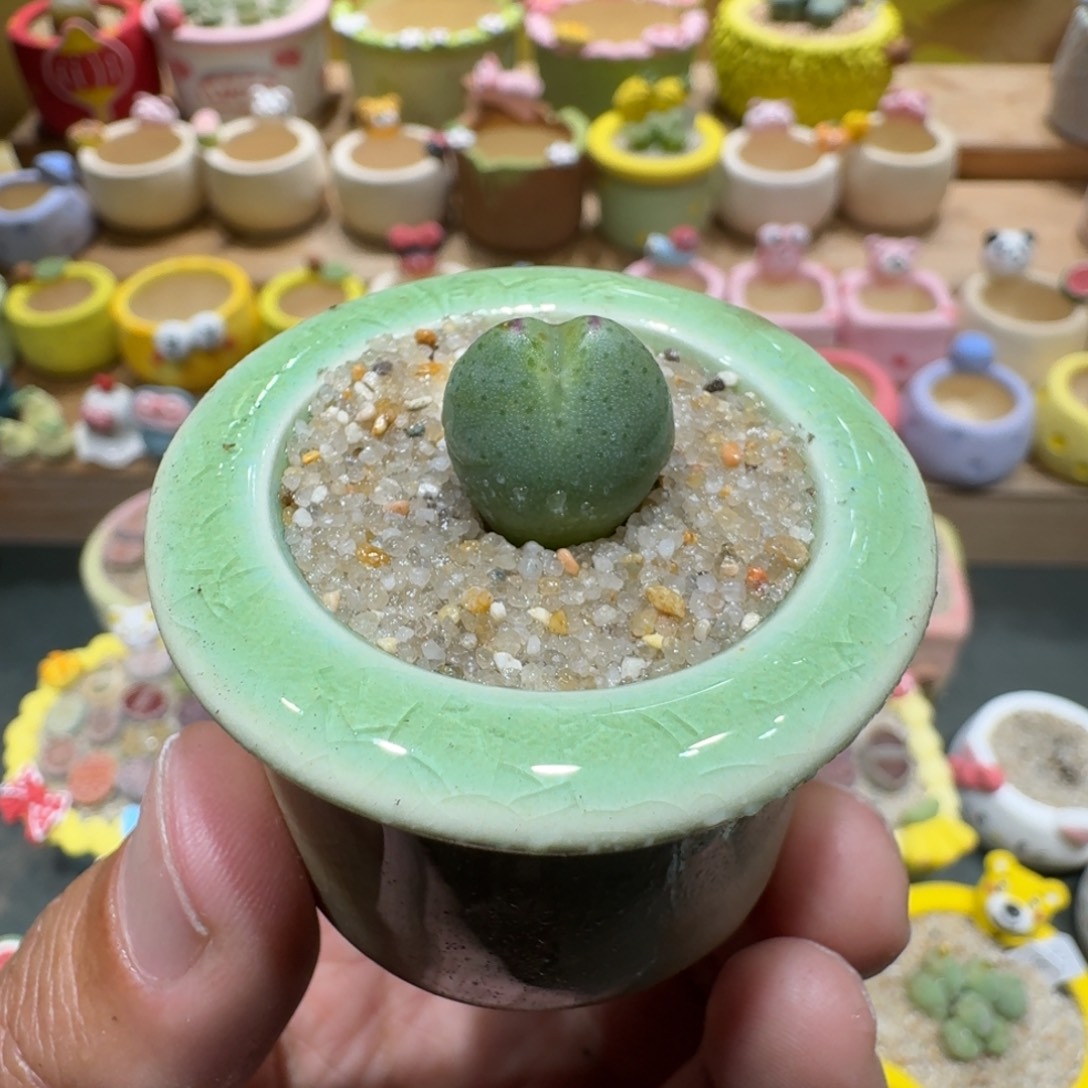 蘑菇1229少将多肉植物