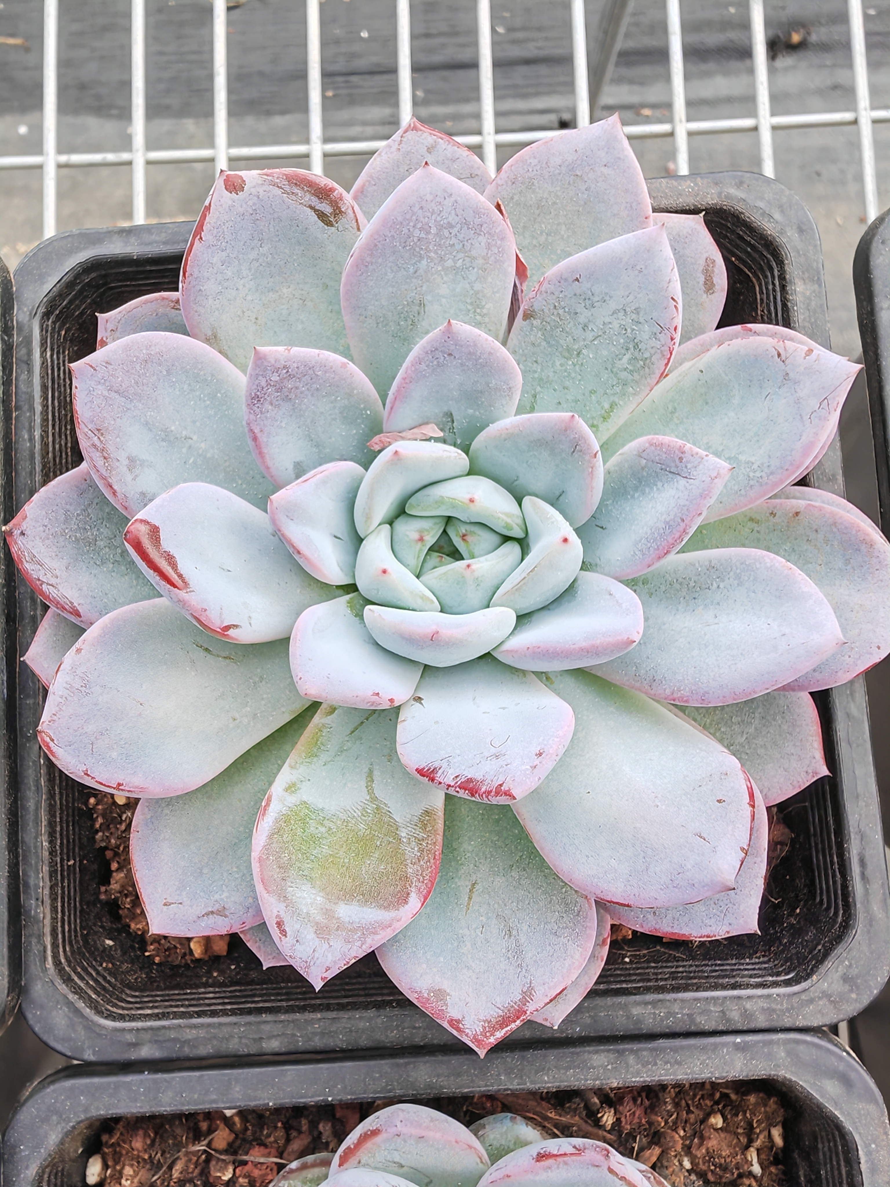 维特莲花型多肉植物大单头（满19包邮）