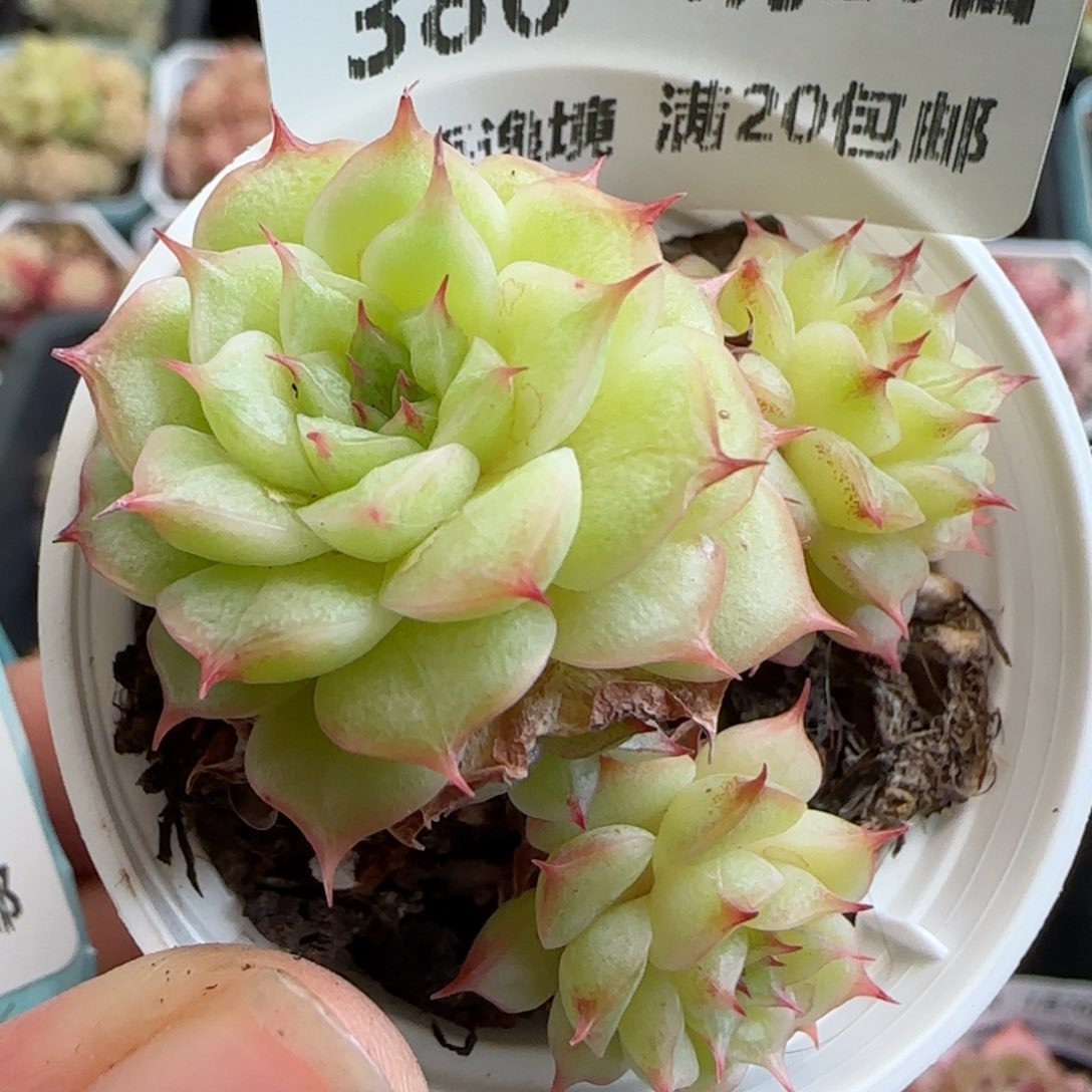 花语逸镜0126-386海王