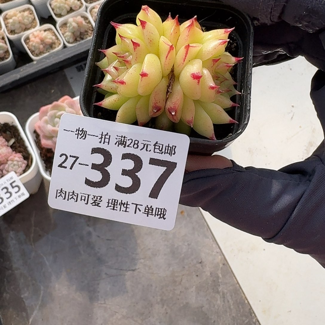 马****焰火无盆土发货无盆