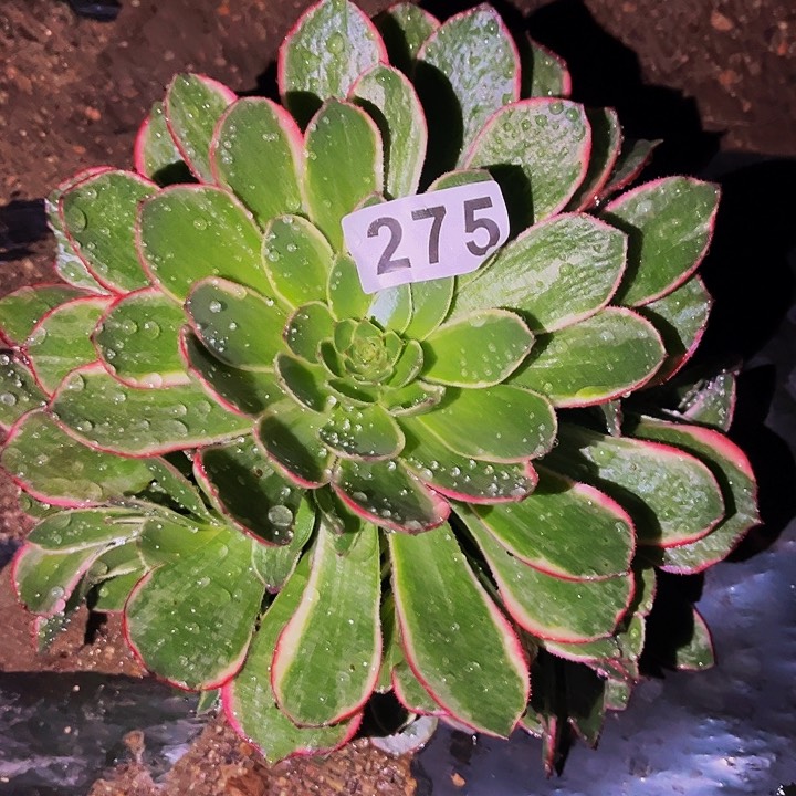 275粉花妖多肉植物处理不售后