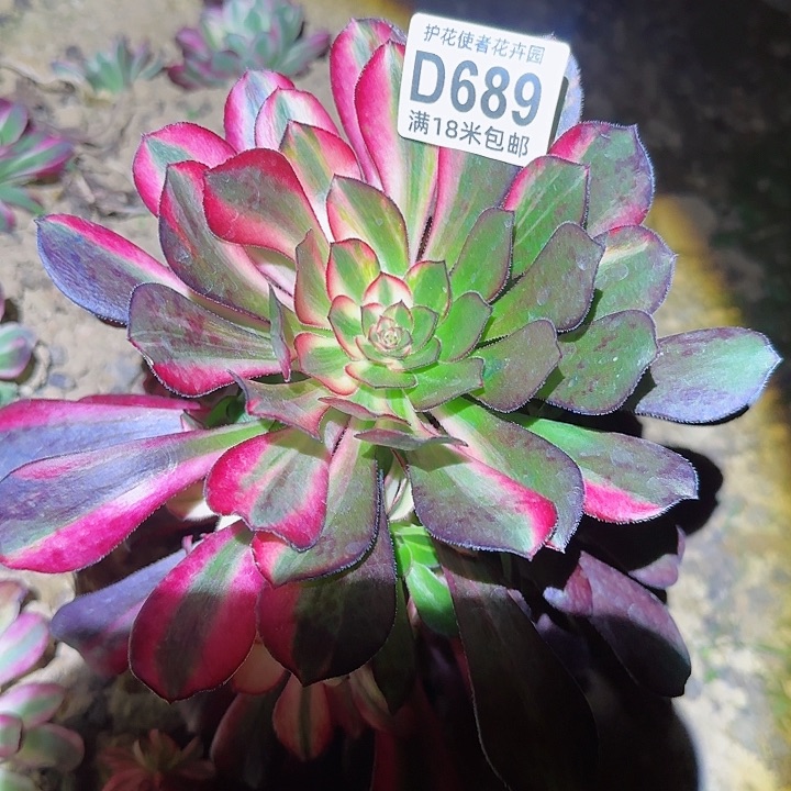 多肉法师花蝴蝶捧花