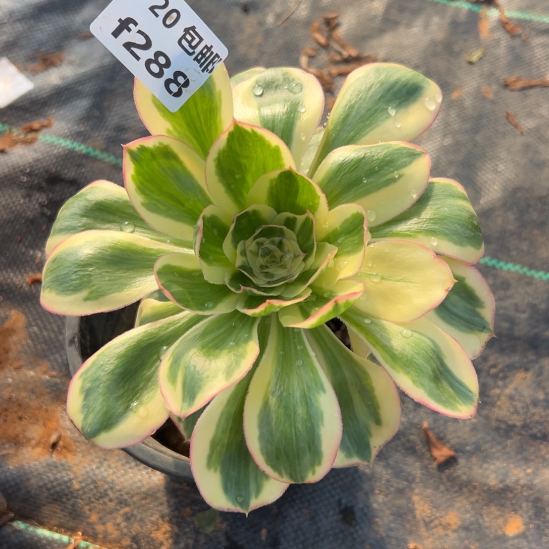 288燕子锦，满20包邮嘟叮熊