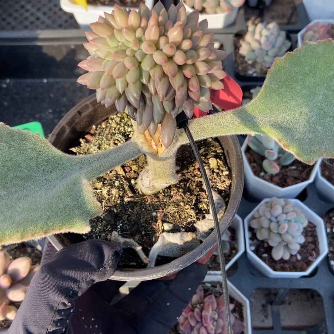 207车厘子缀多肉植物