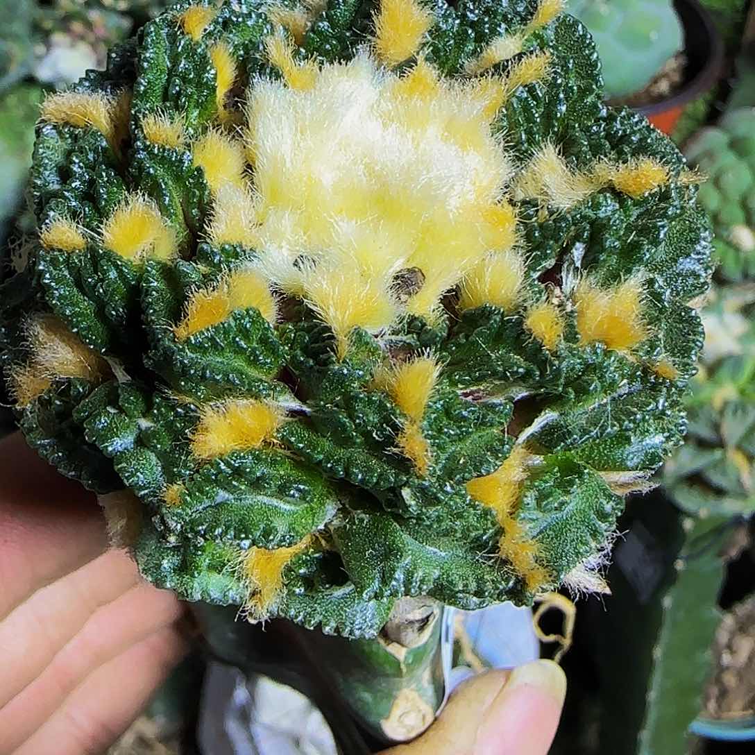 龟甲辛顿215仙人球