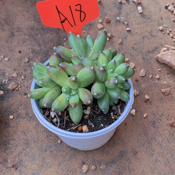 昔*吖在家闲不住吗笑吐