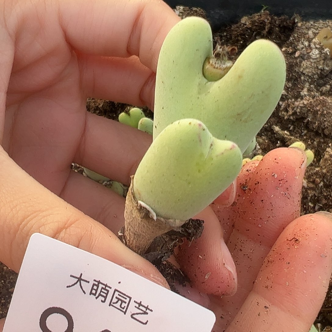 一物一拍大枪×毛胖子941