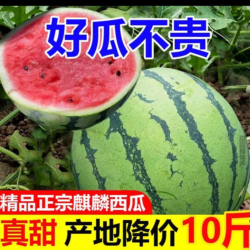 薄皮西瓜8424麒麟西瓜当季现摘新鲜西瓜早熟西瓜超甜西瓜甜王批发