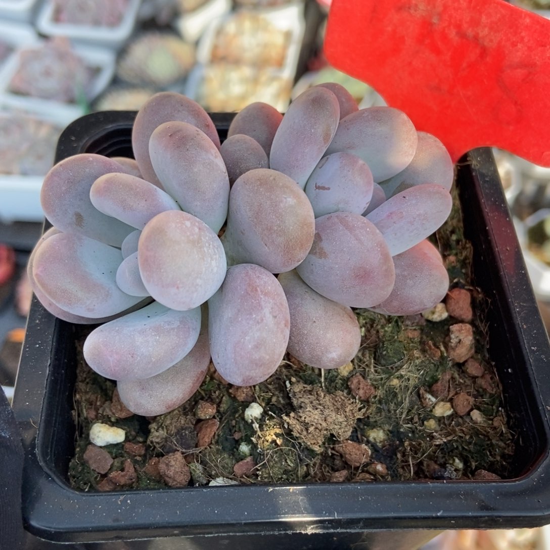 1728鸡蛋美人多肉植物