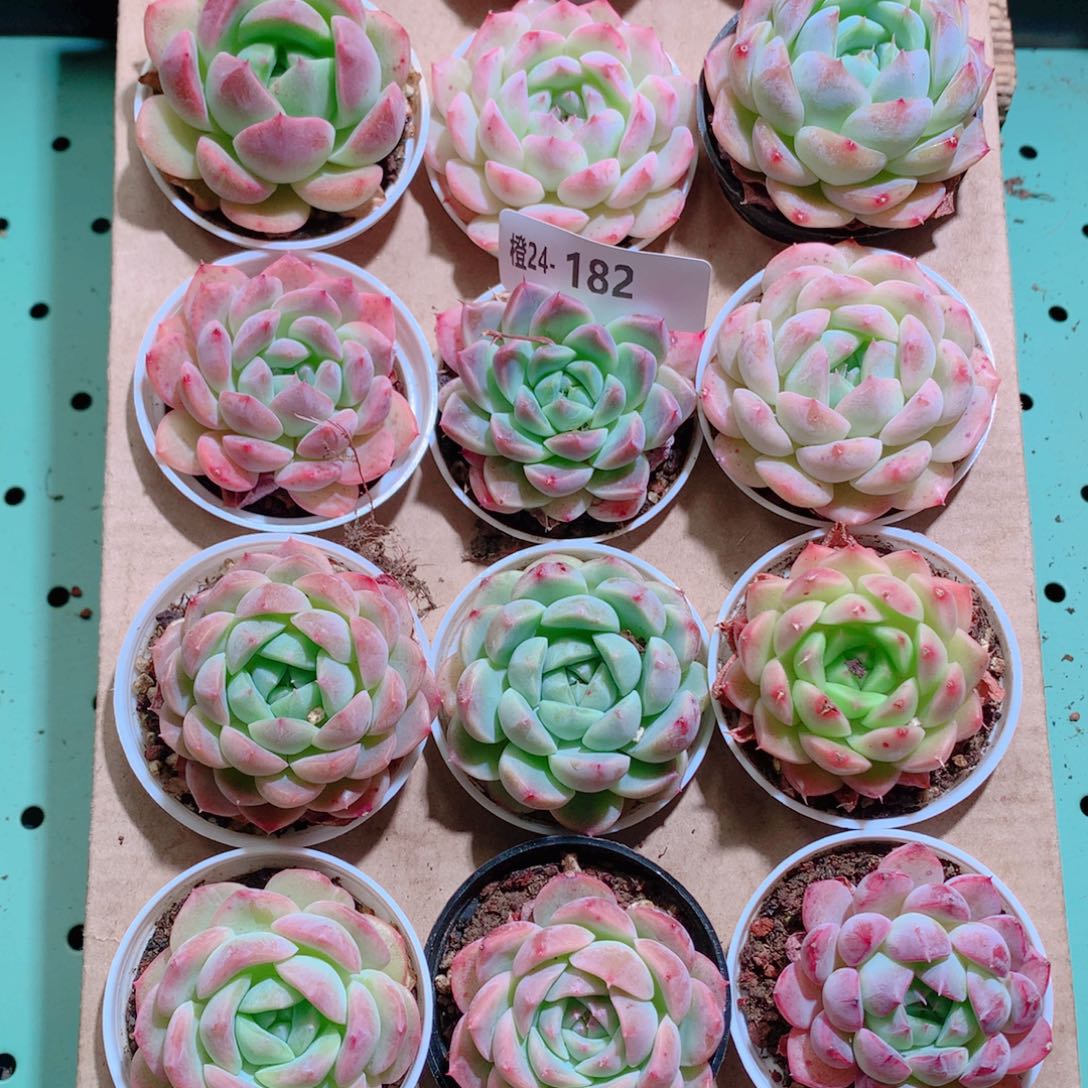 24-182一物一拍带盆18颗