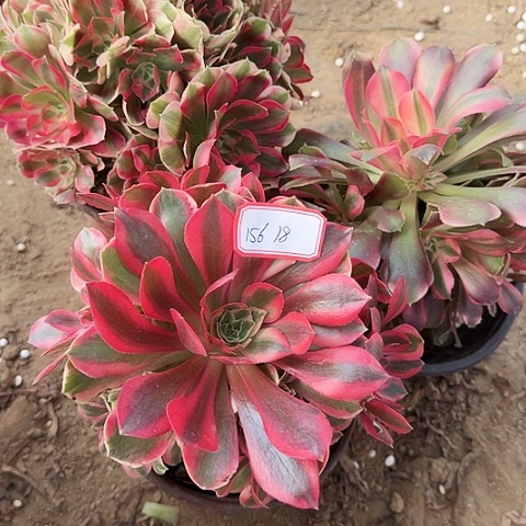 多肉植物套餐156，号