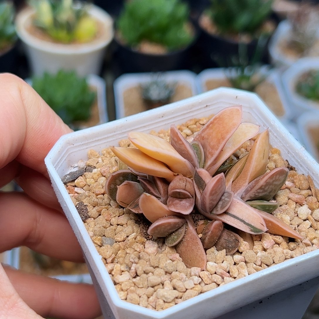 稀有子宝锦群一颗一颗