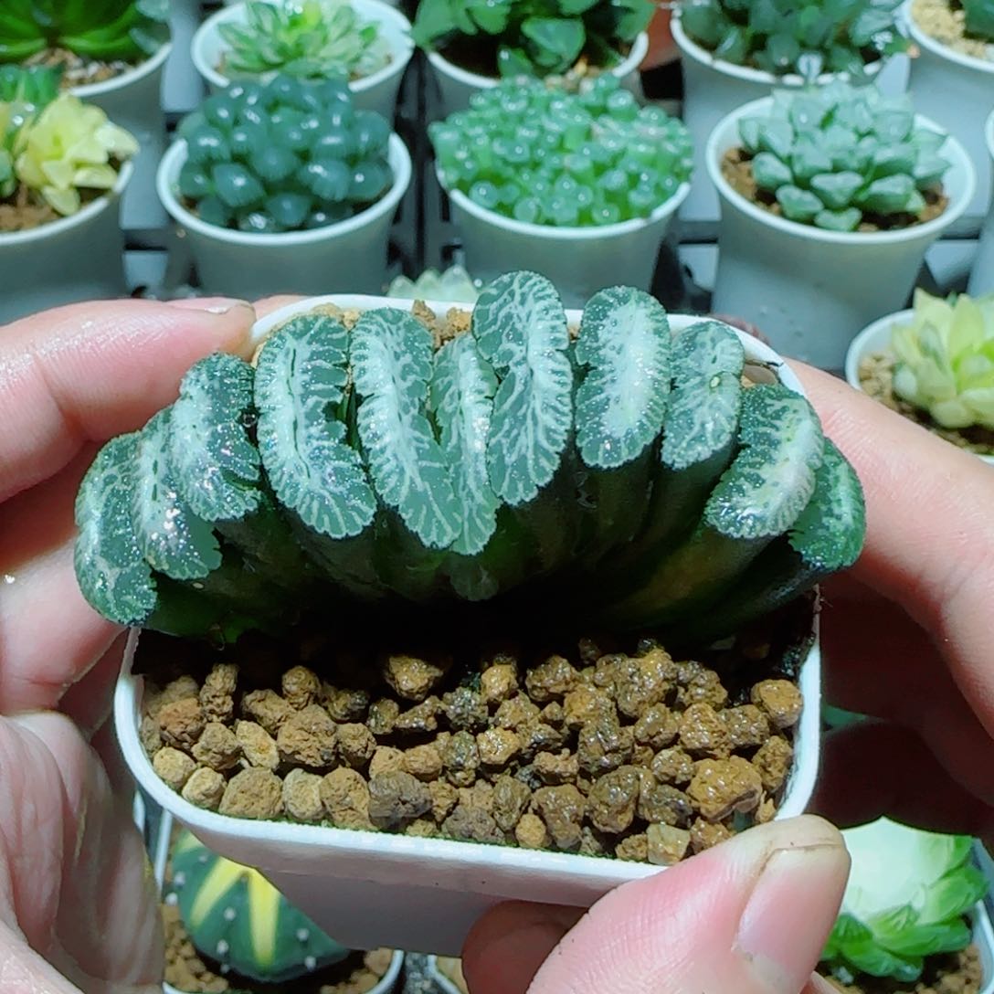 白凤凰玉扇多肉 