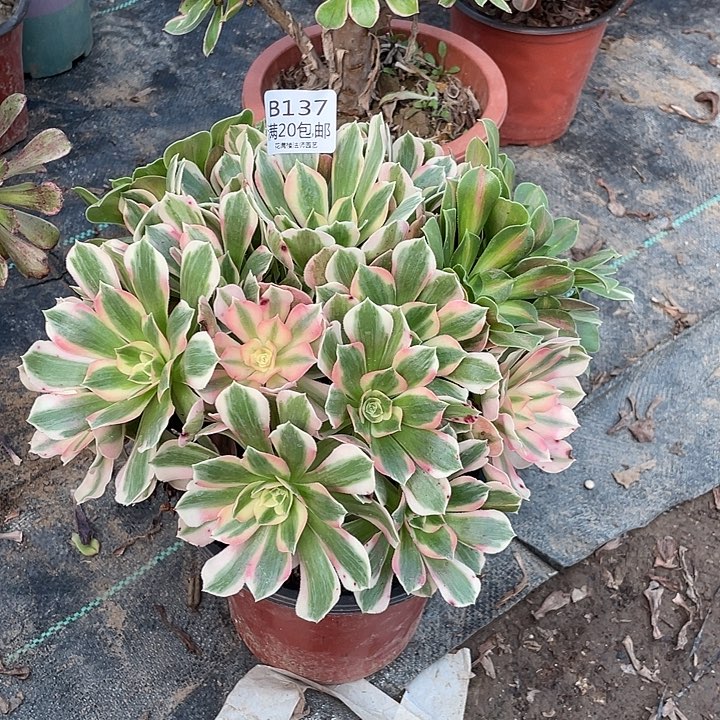 137粉女郎多肉法师