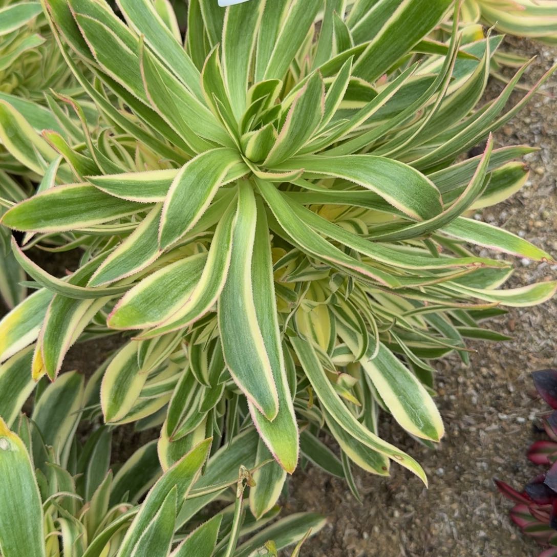 ?****1446夕颜。多肉植物