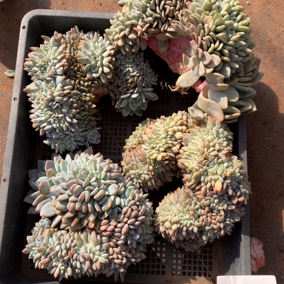 ಇ***ഒ上上签000000000000000000