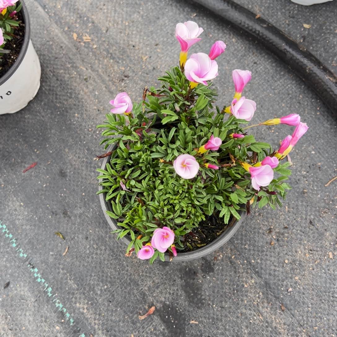 大*粉白桃之辉一盆