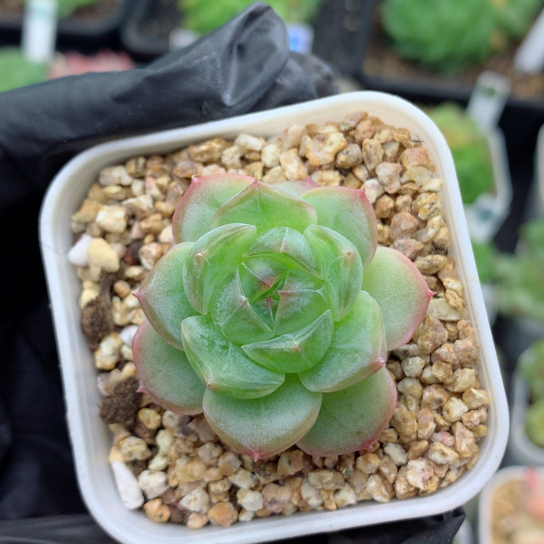 58包邮  群生不包整糖心94