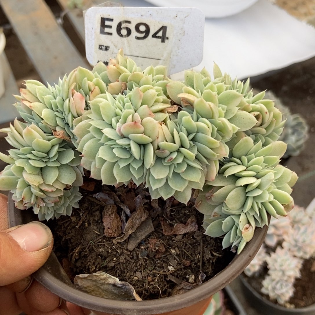 小白龙缀多肉植物694