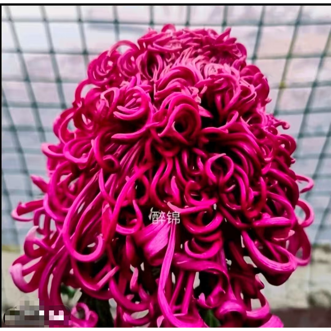 九月菊【醉锦】菊花大苗 盆栽大花系列开花漂亮耐寒植物