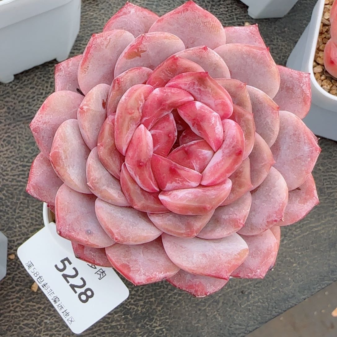 糖钻，5228多肉植物