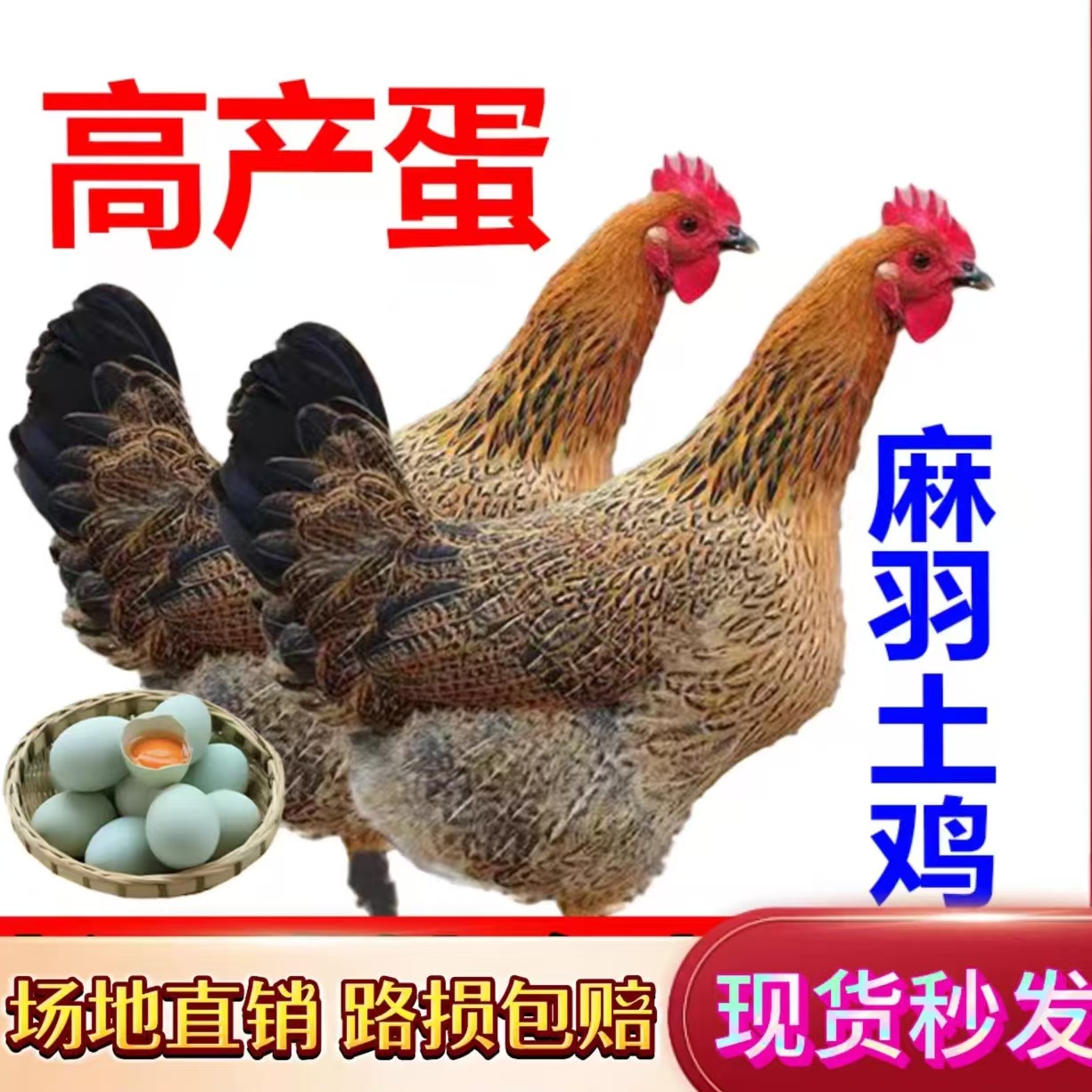麻羽绿壳蛋鸡高产蛋包邮健康活泼成活高出壳宠物鸡活鸡幼苗