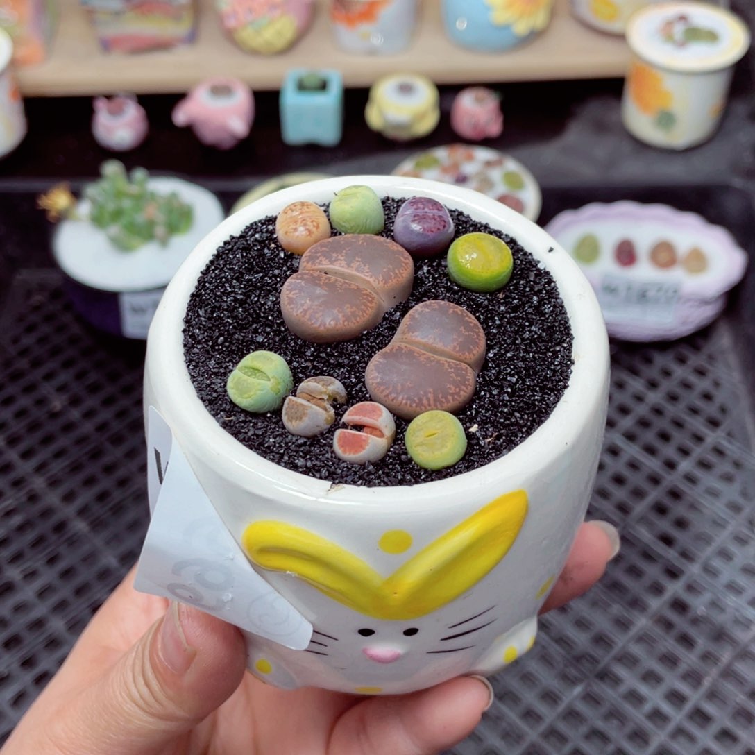 w1669 带盆土发货-零下地区拍保温箱