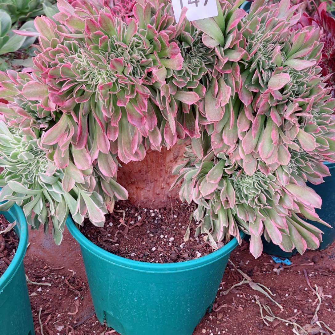 多肉植物149白凤