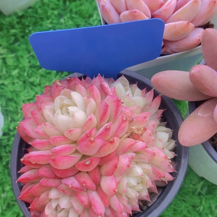 多肉植物，开心多肉