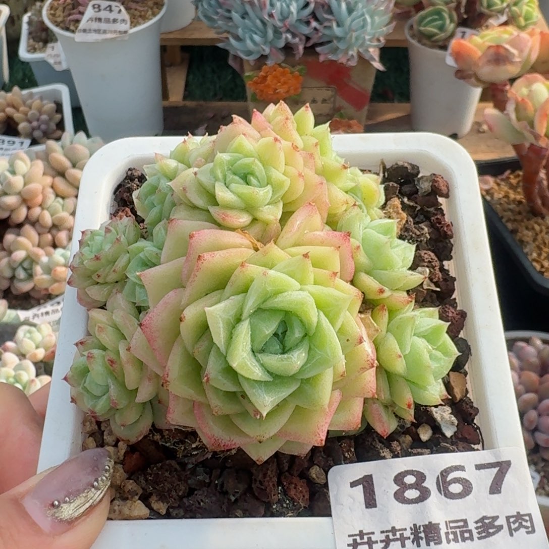 1867一物一拍（满28包邮）