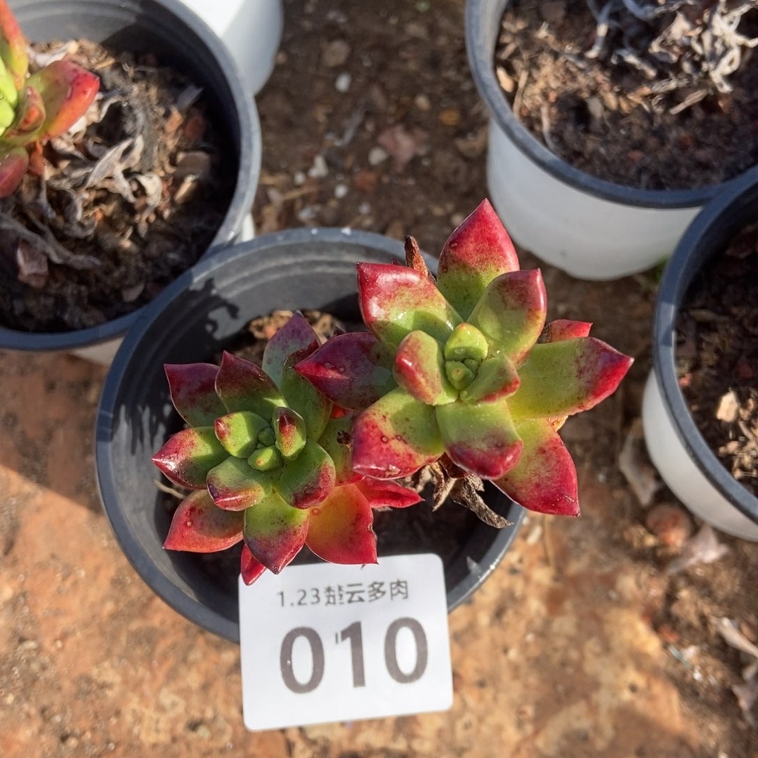 010绿玫瑰多肉植物