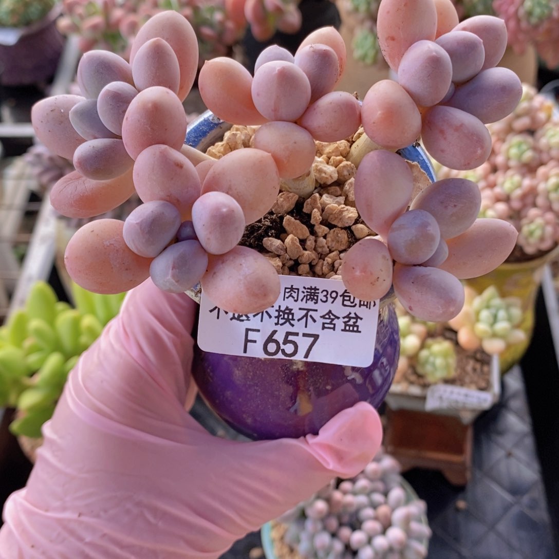 香水手指奶老桩10cm657多肉植物