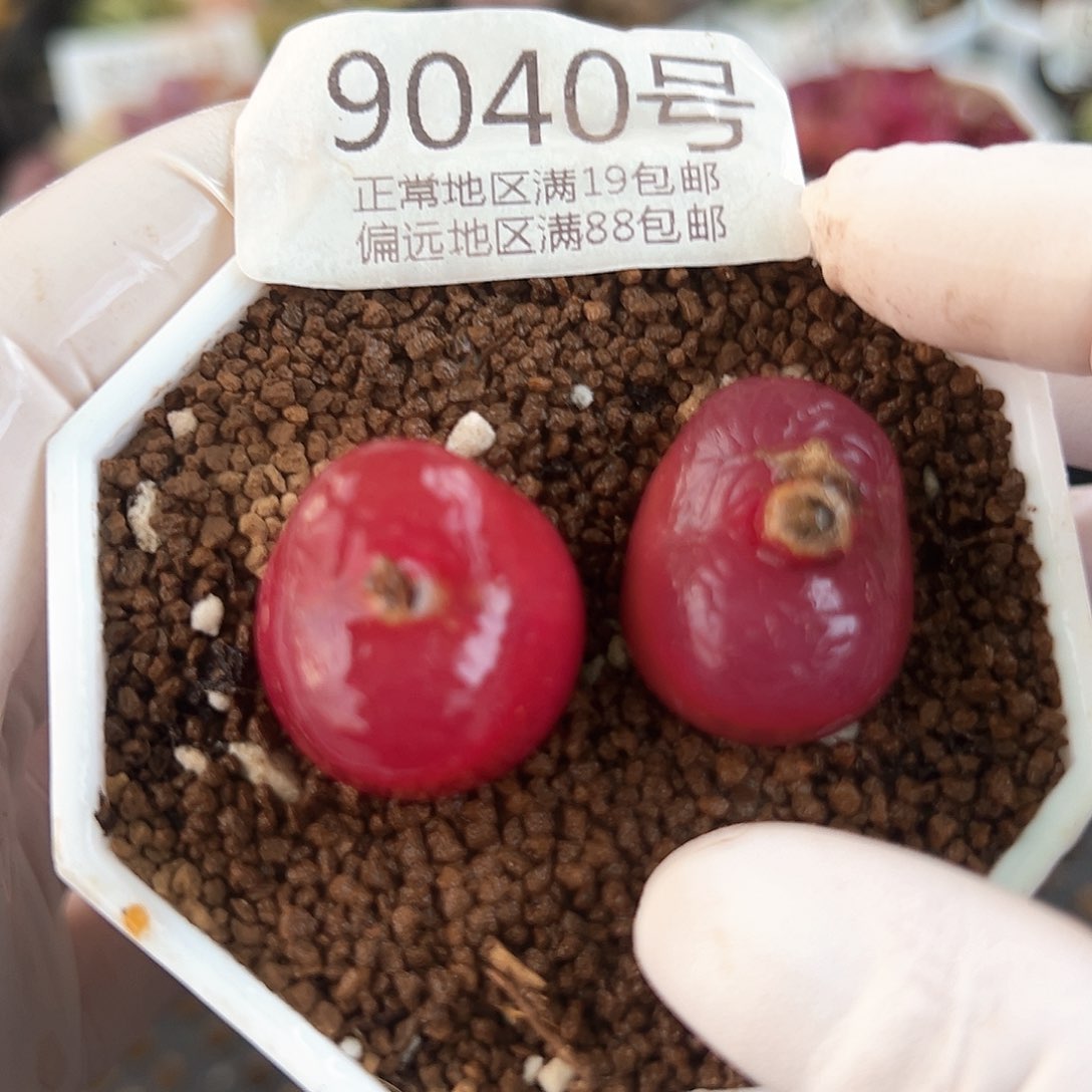 9040七年红宝石两颗2cm