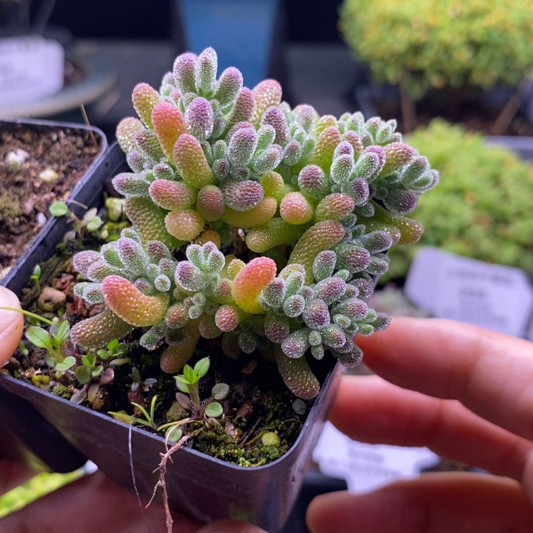 ʱ****ª289冰晶。      