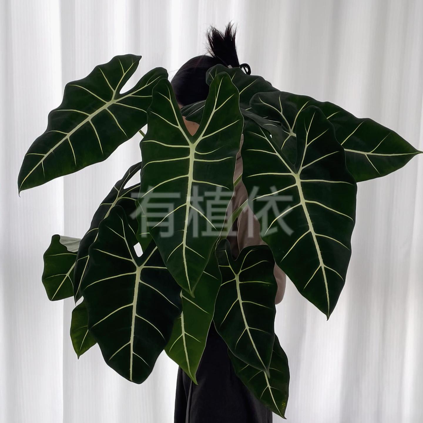 【有植依绿鹅绒】双株绿天鹅绒海芋稀有北欧观叶植物四季好养ins风