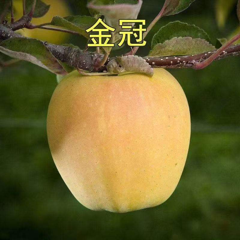 金冠苹果树苗嫁接苹果树庭院盆栽地栽南方北方种植隔年结果苹果树