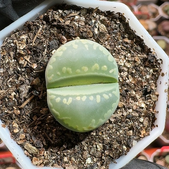 生石花1254。 110