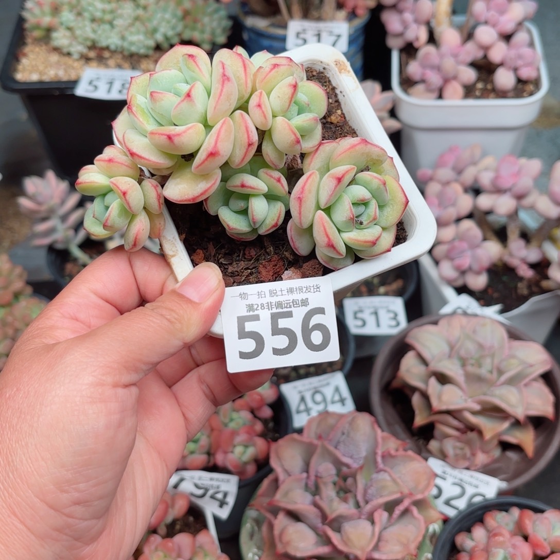 香草多肉多肉多肉