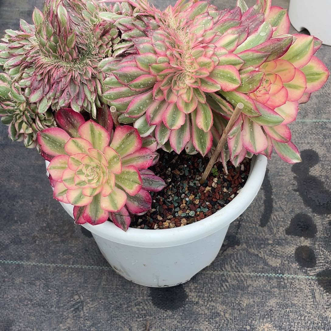 建***云暖暖法师建云哈哈就斤斤计较额