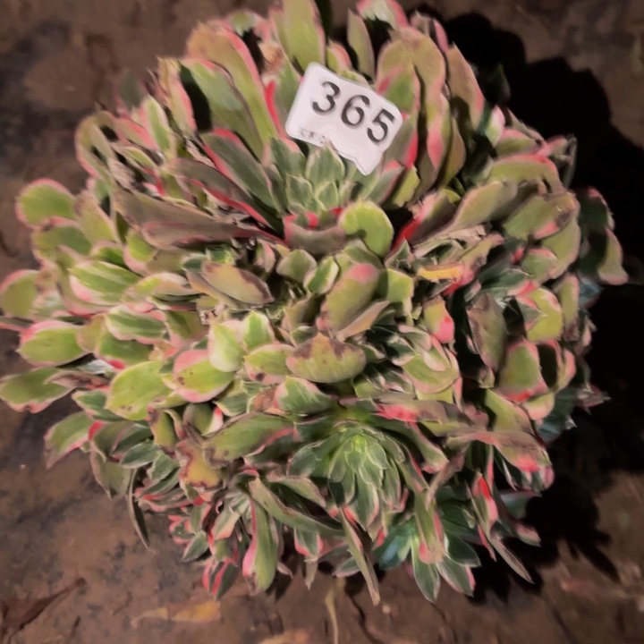 365多肉植物不售后