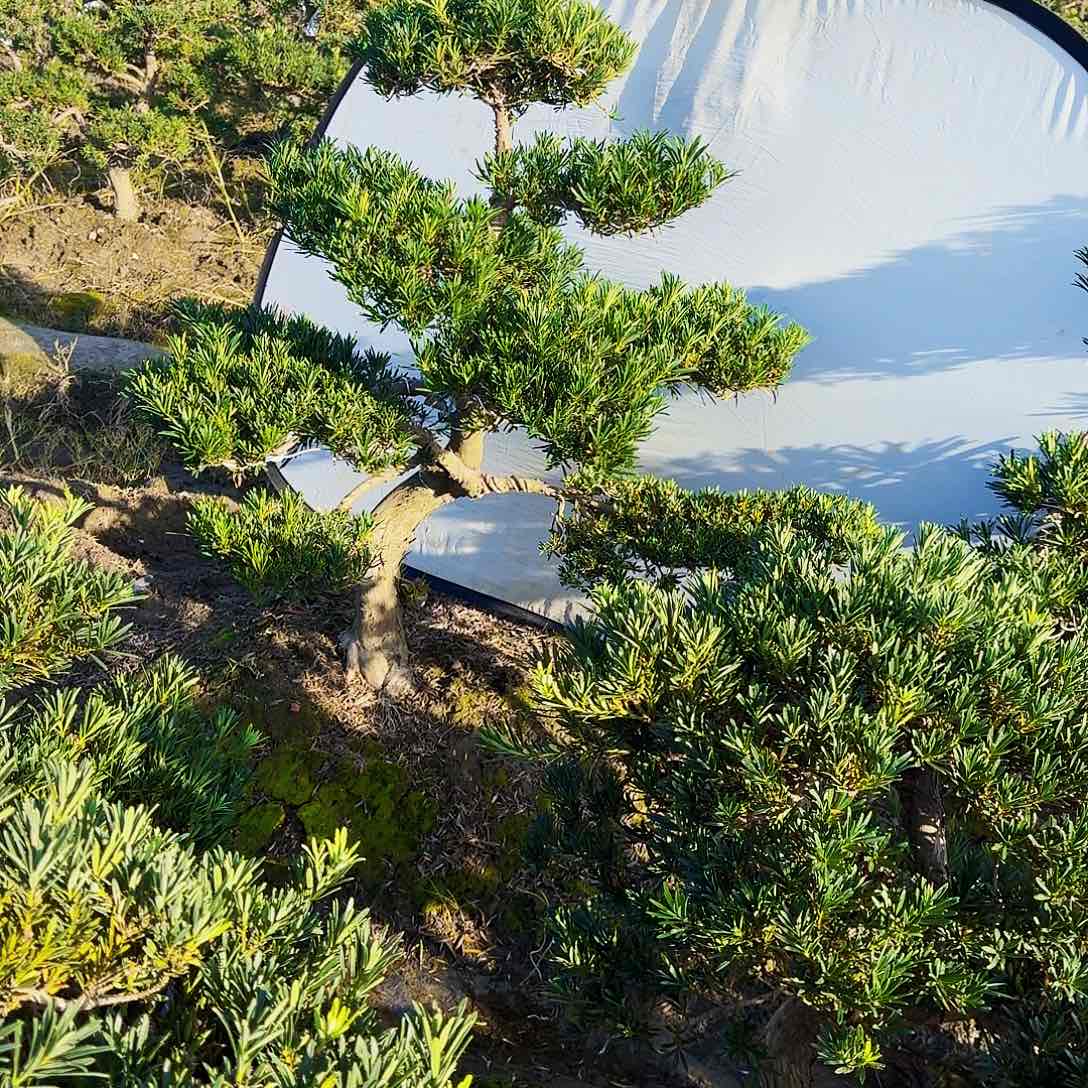 紫砂精品罗汉松一颗