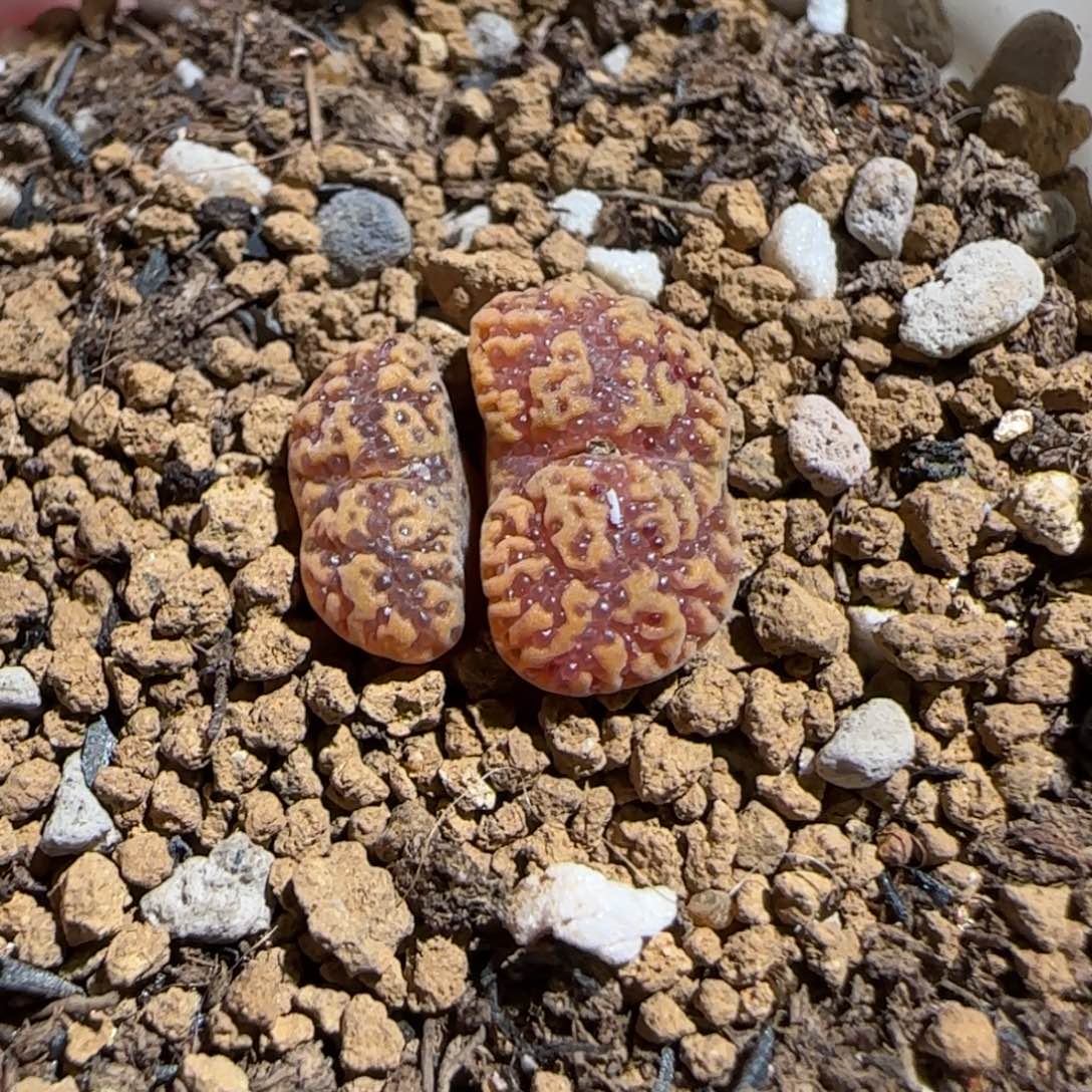 D****肉锥多肉植物组合-1308