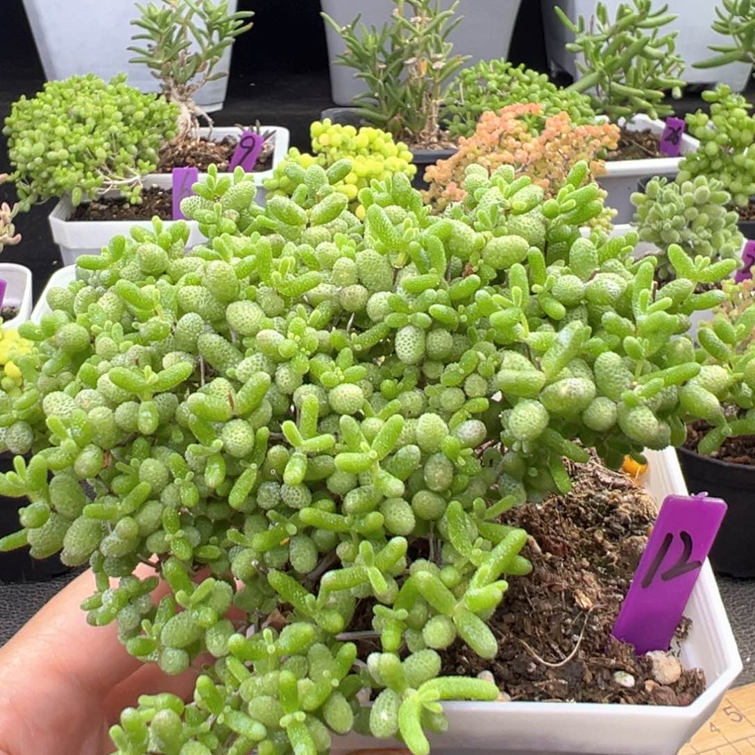 12号蜜橘悬崖桩一物一拍