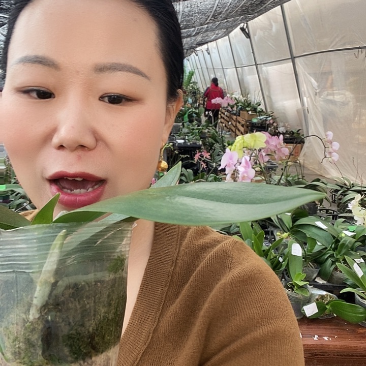 无花朵金树一带蝴蝶兰